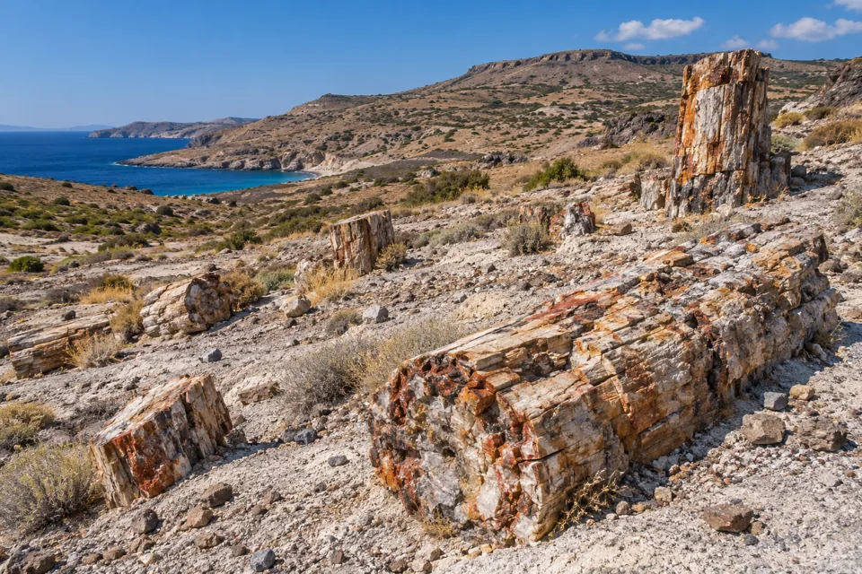 Απολιθωμένο Δάσος