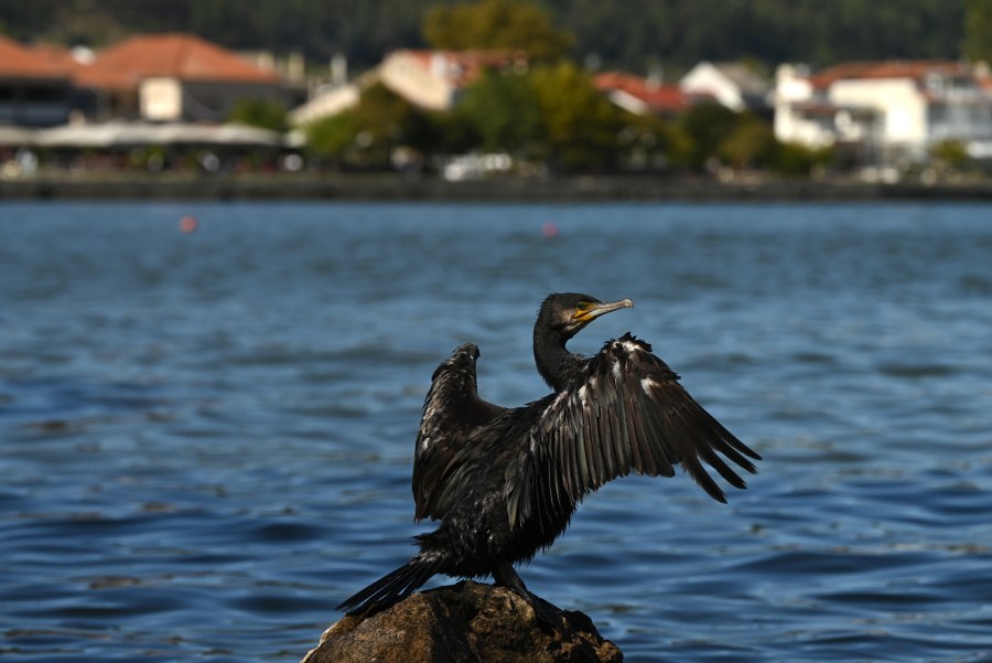A morning in Ioannina